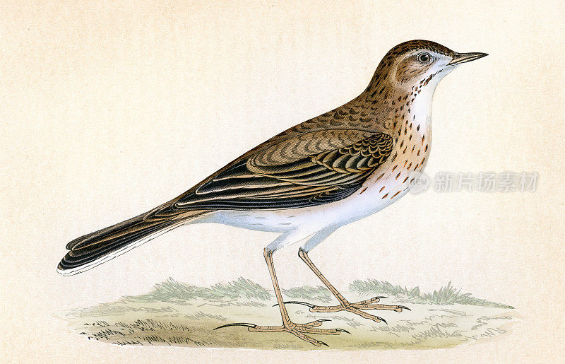 理查德的琵琶，Anthus richardi，鸟类，野生动物艺术版画，一只中型雀鸟
